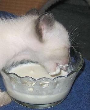 Mmmm kitten milk, it does a body good