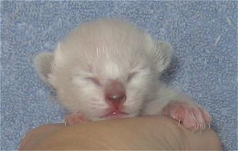 Amber at six days old