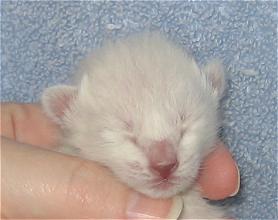 Lilac at six days old