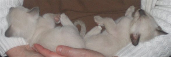 Lilac and Cobalt sleeping in my arms.