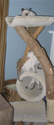 Amber with her legs in the tube, Lilac on the tube and Jade on top of the tree.