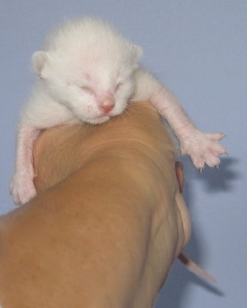 Cherry at five days old