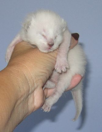 Sky at five days old