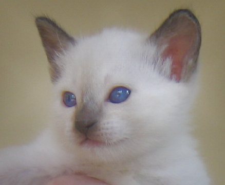 Berry at four weeks of age