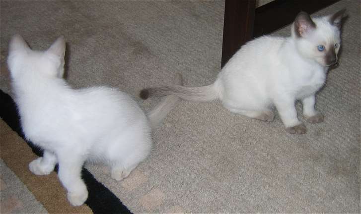 Snow (left) and Berry (right)