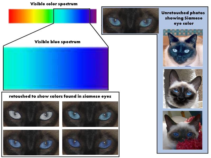 pin on cat 8 types of cat eye colors and their rarity with pictures